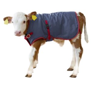 Thermoplus Calf Blanket On Calf